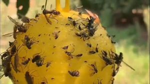 Fly Trapping Ball Greenhouse Melon and Fruit Orchard Needle Tip Sticky Insect Ball Fruit Protection Garden Supplies