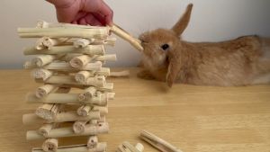 CoralCove แท่งไม้สัตว์เลี้ยง ไม้ไผ่หวาน ไม้แอปเปิ้ล ไผ่หวานลับฟัน ไม้เเทะเล่นลับฟัน สำหรับสัตว์ฟันแทะ กระต่าย กระรอก แฮมเตอร์ ชูการ์ไกลเดอร์ แพรี่ด็อกและหนูต่างๆ