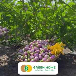 Hạt Giống Cà Tím Tròn Greenhome Gói 05gr~100 hạt Dễ Trồng Quanh Năm Nảy Mầm Cao Thu Hoạch Nhanh Năng Suất Cao T12