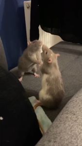 Chai Xịt Đuổi Chuột TK12 500ML Công Nghệ Đức Hương Quế Nguồn Gốc Thảo Mộc An toàn Xua Đuổi Chuột Gián