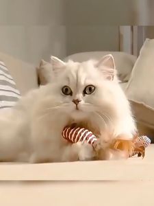 (7 IN 1) Pet Cat Teaser Toys Feather Wood Rod Mouse Toy With Mini Cat Catcher Teaser Wooden Stick Cat Interactive Toys