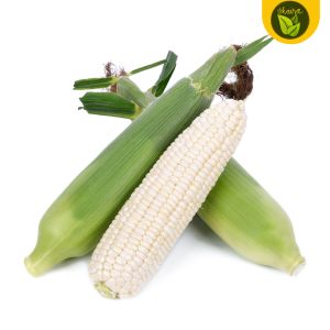 100 seeds for planti binhi white corn