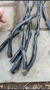 Bahan Akar Bahar Hitam Berserat Size Kelingking