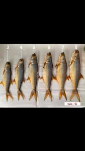 ปลากุเลาเค็มตากใบ ขนาด 4 ขีด จากร้าน กุเลาทองแม่แป้นตากใบ ปลากุเลาเค็ม