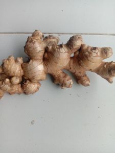 jual jahe gajah segar 1 kg