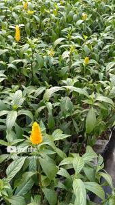 tanaman hias berbunga lolipop bunga kuning