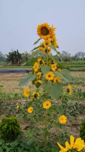 Hạt giống hoa hướng dương siêu bông ( hướng dương tháp ) CT180 - Gói 30 hạt