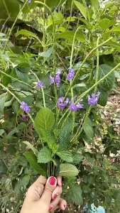 Daun Pecut Kuda Segar / Daun Jarong Segar Herbal Alami 100% Organik