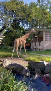 Zoo Negara - Adopt our Mas Rona Zoo Negara Adoption Program - Lazada