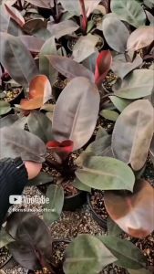 tanaman hias philodendron black kardinal