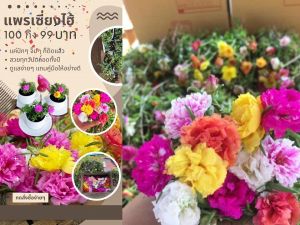 06 แพรเซี่ยงไฮ้ ดอกใหญ่ คลาสี 1ออเดอ ได้ 100 คัด กิ่งสวยๆ อวบๆ ปลูกง่าย สวยเร็ว คุณสมบัติของแพรเซี่ยงไฮ้