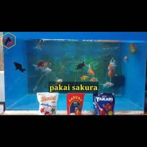 PELET IKAN HIAS IKAN AQUASCAPE AQUARIUM ASAHI TAKARI SAKURA MAKANAN PAKAN