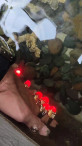 [TRENDS COD]. Cincin Merah Delima Menyala Didalam Air Special Ring Titanium Warna Gold - Ring Titanium warna emas dengan Permata Zircon.