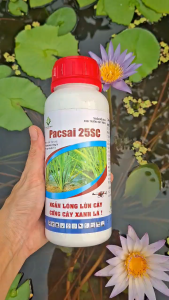 [THIEN THINH SHOP] Điều Hoà Sinh Trưởng PACSAI 25SC ( 1 Chai 500ML) - Đẻ Nhánh Chống Đổ Ngã Phân Hóa Mầm Hoa