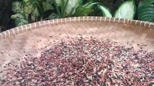 [RUMAH TANI] Beras MIX 3 Organik 5 kg Serat Tinggi Nutrisi Tinggi Cocok untuk Diet Beras Merah Coklat Hitam Tanpa Pestisida Cocok untuk Diet