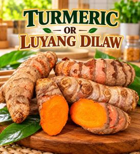 Turmeric or Luyang Dilaw and slices good for cooking and essential