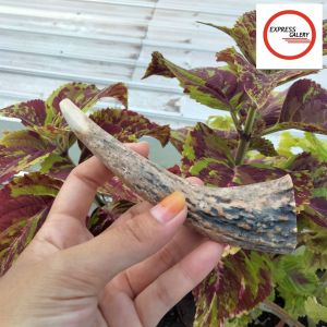 once padutan tanduk RS asli dan original berkualitas B6