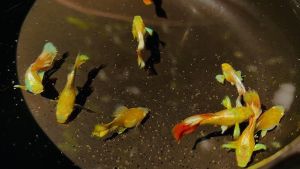 GUPPY SANTA GOLD SHORT BODY PAIR B40 (GRADE)