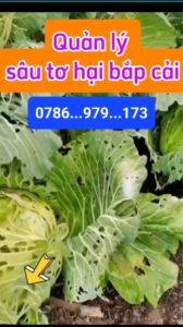 Lino pesti 80EC 20ml - Quản lý sâu tơ trên bắp cải