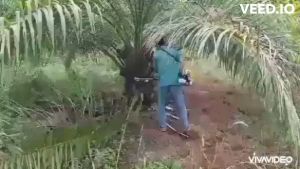 เสียมแทงปาล์มน้ำมัน เคียวปาล์ม ใบเลื่อยพร้อมเครื่องยนต์ ความยาวรวมคนเก็บเกี่ยว 4.80 เมตร. สินค้ามีอนุสิทธิบัตร ไทยนต์การเกษตร