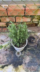 Cây Hương Thảo (Rosemary) - Chiều cao tổng tầm 20-30 cm - Gia vị ngoại thơm!