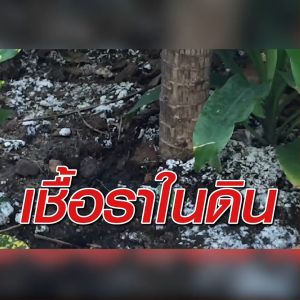 Thoranee Siam ธรณีสยาม นารายณ์พลิกแผ่นดิน ผงปรับปรุงดินสำหรับการเกษตร (2 แถม 4)  #130148