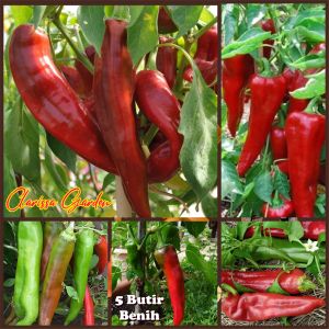5 BUTIR BIJI/BENIH TANAMAN CABE JUMBO BIGJIM