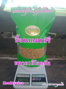 เมล็ดพันธุ์ข้าวญี่ปุ่นโคชิฮิคาริเกรดAเเท้100%(ร้านHealty rice) เมล็ดพันธุ์ข้าวที่ดีที่สุดเพื่อเกษตรกรพันธุ์ข้าวญี่ปุ่นโคชิฮิคาริทนต่อโรคสูงดูเเลง่ายขายได้กำไรงามเป็นพืชเศรษฐกิจใหม่มาเเรง