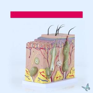 4D Human Anatomical Skin Model 50X Magnify Texture Subcutaneous Tissue Magnification Model with Hair Medical Teaching Aids