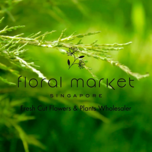 WHOLESALE PLANTS - 3 Plants Mix-&-Match - Floral Market