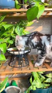 Pets Slow Food Ceramic Bowl Plate with Stand Non-slip High Foot Bowl Protection Spine Feeder