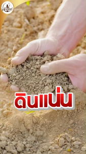 ฟื้นต้น เร่งรากทุเรียนแตกใหม่ ป้องกันรากเน่า ปุ๋ยอินทรีย์ ซีต้า เจ้าทิพย์ OM20% (ขนาด 2 kg ) เคลือบอะมิโน 20 ชนิด+ไตรโคเดอร์มา เหมาะกับทุเรียน ไม้ผล และพืชเศรษฐกิจ