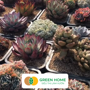 Bộ 10 Chậu Nhựa Trồng Sen Đá Greenhome 7x8cm Siêu Bền Đẹp Đa Năng Trồng Mọi Loại Cây Tiết Kiệm Không Gian