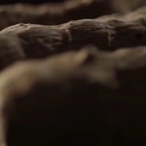 🍀ของแท้🍀 Dr Jungle แชมพูปิดผมขาว แชมพูสมุนไพร ห่อสิ่วโอว ขจัดรังแค ปิดผมขาว ผมดำยาวนาน ผมขาวเปลี่ยนเป็นดำ สารสกัดจาก ห่อสิ่วโอว บำรุงผมดำ 300ml