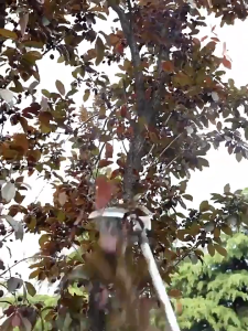 2-in-1 Sickle with Long Handle Multifunctional Double Chopping Sickle Gardening Tool Manganese Steel Sickle for Farmer Harvesting Straw Chopping Wood Cutting Trees 40/60/100CM