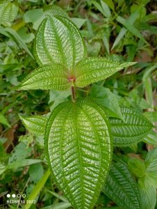 daun harendong bulu segar||obat herbal petik langsung 100 lembar