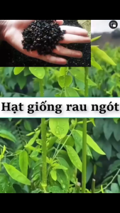 Hạt Giống Rau Ngót ( Bồ Ngót ) 1Gram = 20 hạt - FlowerSeeds
