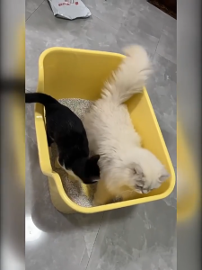 🔥🔥🔥Pet Litter Tray Splashproof Kitten Toilet Cat Sandbox Open Top Cat Litter Basin with High Side