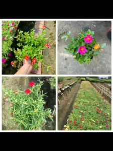 Cây hoa mười giờ sam thái nhiều màu Minh Hân Garden