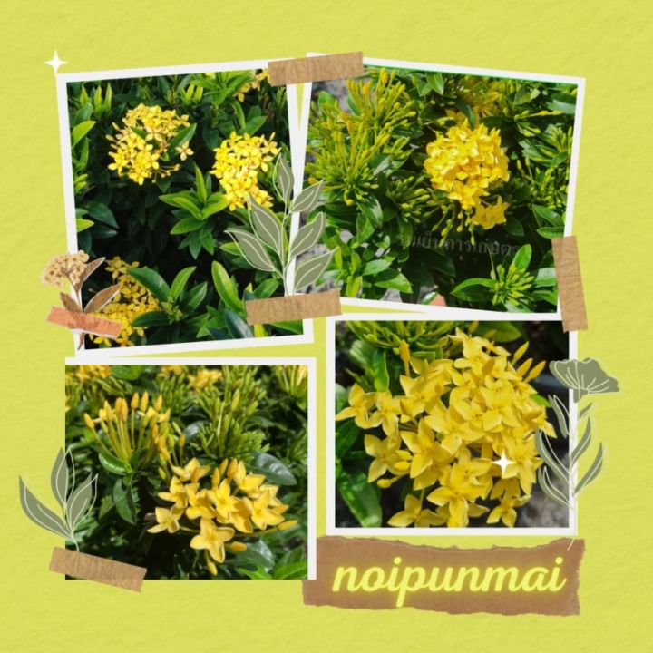 ต้นเข็มรั้วดอกสีเหลือง กระถาง 6 นิ้ว ไม้จัดสวน