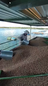 STAR FEED 9910 Starter Catfish Feed 20KG | Makanan Ikan Keli Premium 32% Protein | Pelet Terapung 2.1mm – 2.5mm