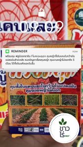 [ยกลังสุดคุ้ม] พร้อมคุม 24 กล่อง คุมหญ้าทั้งใบแคบใบกว้างในแปลงมันสำปะหลัง หมดปัญหาเรื่องคุมหญ้า คุมนานหญ้าไม่งอกถึง 3 เดือน ได้ทั้งดินแห้งและดินชื้น