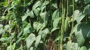 GUARDA isi 200 biji TAHAN VIRUS - Benih bibit sayur kacang panjang terlaris Cap Panah Merah