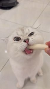 😻 Yummy อกไก่เต๋า นมแพะ ขนมฟรีซดราย อกไก่ฟรีซดราย ขนมแมว ฟรีซดรายแมว ไก่ฟรีซดราย ไก่ฟรีซดรายแมว 100%ฟู้ดเกรด แมว