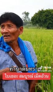 บีซอยล์ ปรับปรุงดิน ลดข้าวดีด ข้าวเด้ง  ขนาด 1000ซีซี 2 ขวด  แถมฟรี 100 ซีซี 2 ขวด