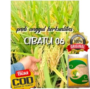 benih padi CIBATU 06 BERKUALITAS KEMASAN 5KG
