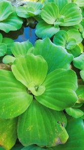 TJ Shop ต้นจอก​ จอกแหน ต้นจอกแหน 200 กรัม ประดับอ่างปลา ไม้น้ำประดับ​ ราคาถูก พืชไม้น้ำประดับอ่างปลา บำบัดน้ำเสีย