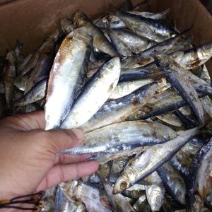 Ikan Asin Tembang Kering Super - 500 Gram