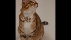 AP AIMAYAPET Pet Cat Bow Bell Collar Soft Skin-friendly Anti-suffocation Adjustable Safety Buckle - 3 Styles