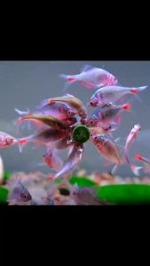 Aquarium Small Fish Patch Food Erythropoietin/Spirulina Pellet / Tablet(Can Stick On Aquarium Glass)小型鱼贴片鱼粮(READY STOCK）